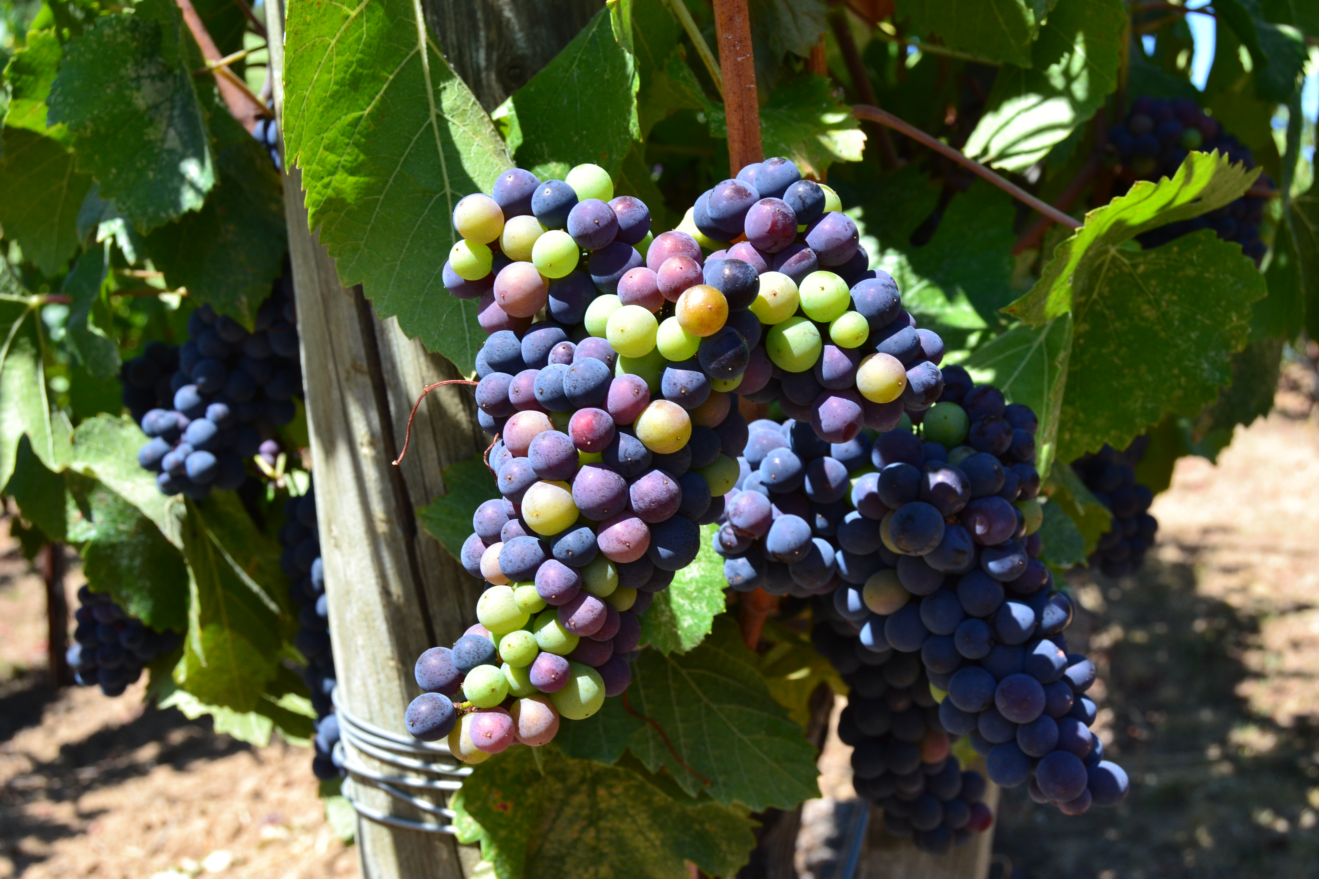 California’s Best Pinot Noir: Explore Anderson Valley