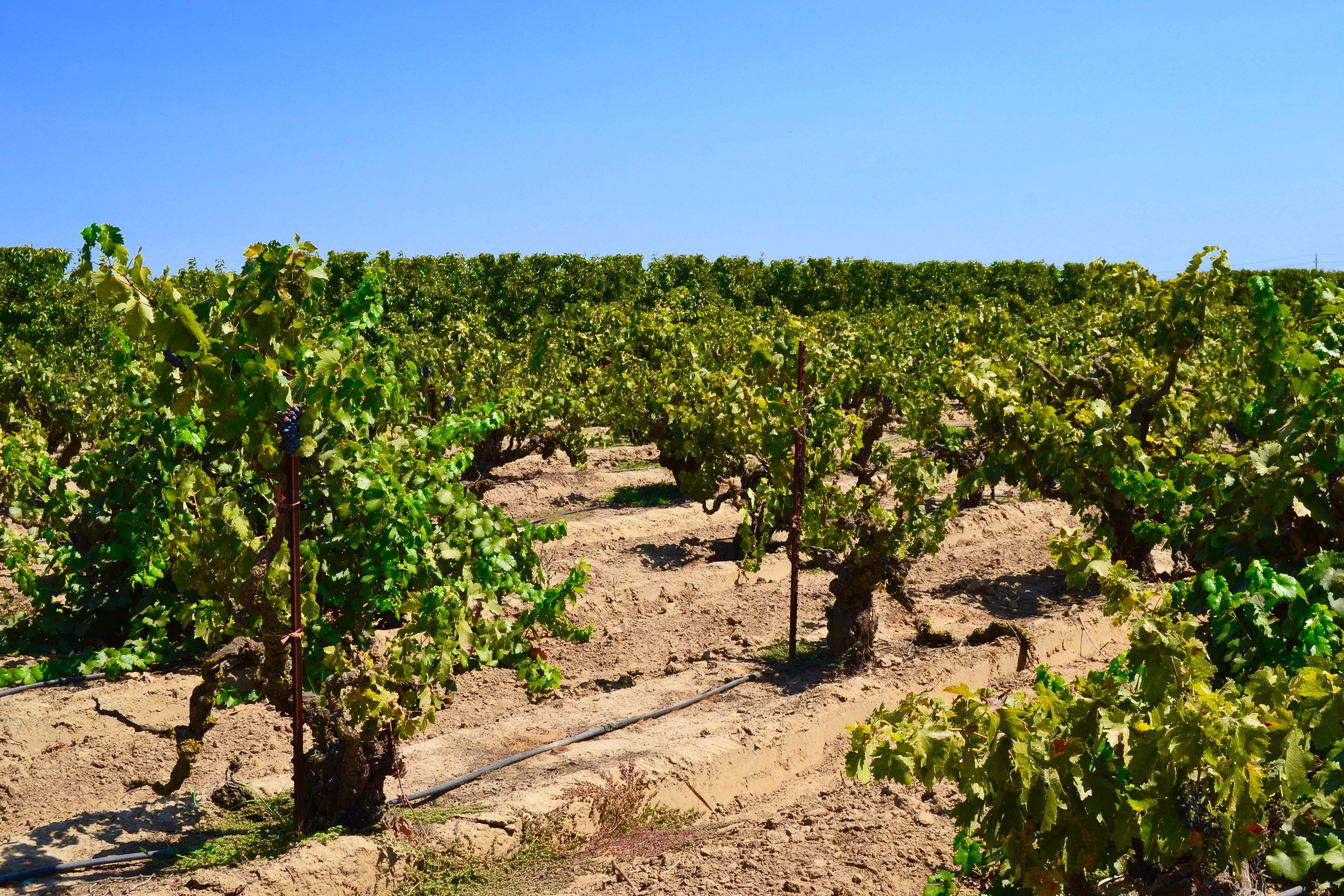Going Native: Four California Zins that Somms Love to Drink